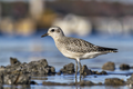 Grey plover