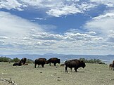 Bison in Daniels Park