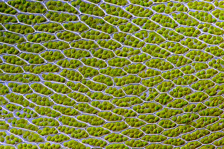 Moss leaf cells, by Des Callaghan