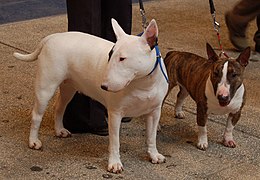 With a Miniature Bull Terrier