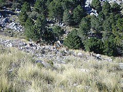 Rebaño en Grazalema