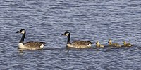 Pair of adults with goslings, Norfolk