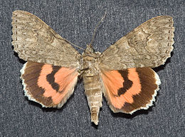 Catocala nupta