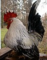 Coq Nagasaki argenté