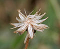 Residual fruit after achene dispersal.