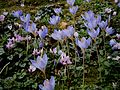 Crocus speciosus 'Artabir' clump