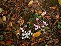 Cyclamen hederifolium & 'Album'