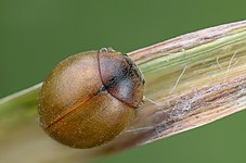 Cynegetis impunctata