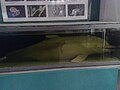 Delfín (encontrado muerto en el arrecife de Mergellina)[11]​