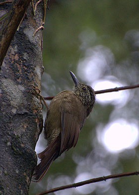 Dendrocolaptes platyrostris