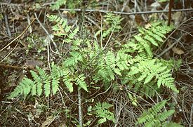 Щитовник игольчатый (Dryopteris carthusiana)