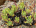 Dudleya greenei