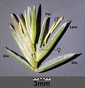 Épillet, Glu= glumelle ; Lem=lemme ; Pal=palea