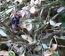 Frelon asiatique en recherche de larves de pyrale du buis sur un buisson de buis infesté.