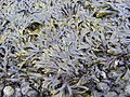 Fucus vesicolosus Phaeophyceae