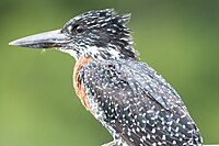 Giant Kingfisher