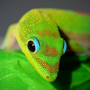 Gold dust day gecko close-up, by Steevven1
