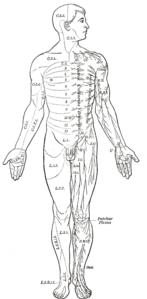 Distribution of cutaneous nerves. Ventral aspect. Dorsal and lateral cutaneous branches labeled at center right.