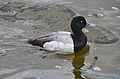 Greater scaup