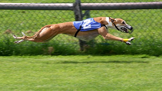 Greyhound racing, by AngMoKio