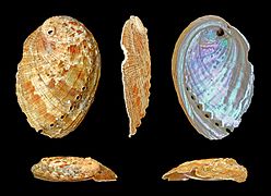 Haliotis diversicolor