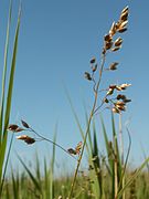 Duftendes Mariengras (Hierochloe odorata)