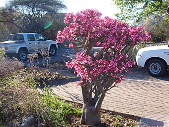 Adenium multiflorum