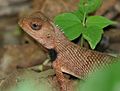 After eating prey in Narsapur, Medak district, India.