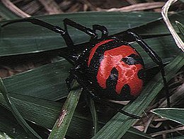 самиця Latrodectus elegans