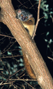 Brown and gray lemur