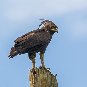 Long-crested eagle, by Charlesjsharp