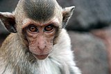 Crab-eating macaque