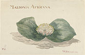 Massionia Africana (1789)