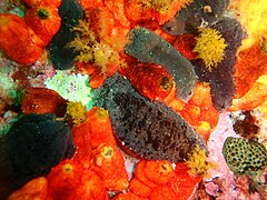 Pseudocnella insolens (red) and Pentacta doliolum (dark)