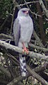 Gabar Goshawk (thanks to JMK for id)