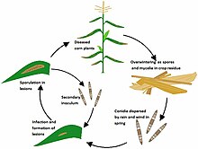 NCLB disease cycle