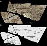 Postcranial specimen named as the genus Diluvicursor