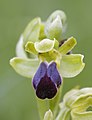 Ophrys sulcata