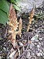 Orobanche du lierre