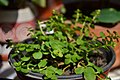 Peperomia Rotundifolia