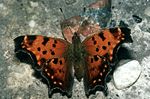 Polygonia progne