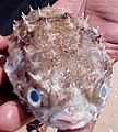A dead porcupinefish