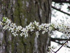 Branche fleurie.