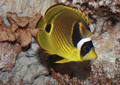 Description de l'image Raccoon butterflyfish, Chaetodon lunula.jpg.