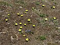 Group of plants on Olympic Peninsula