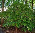 Rhododendron calophytum