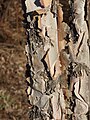 River Birch Betula nigra