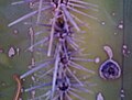 Saguaro with dime-sized rosette from caterpillar exit hole