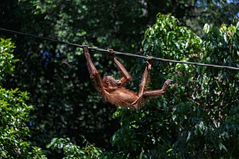 Un orang-outan dans le centre de réhabilitation de Sepilok, près de Sandakan (Sabah, Malaisie). (définition réelle 2 500 × 1 667)