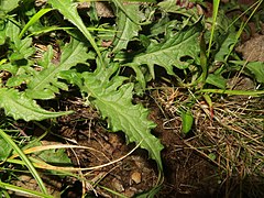 根出葉の葉身は草質で三角状、先は尾状に伸び、基部は心形になり、縁は波状縁で不規則に湾入する。